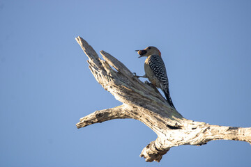 wood pecker with a nut 
