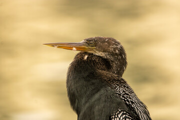 Anhinga at rest 
