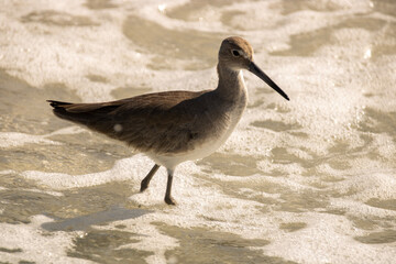 Obraz premium shorebird on the beach