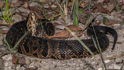 snake in the grass