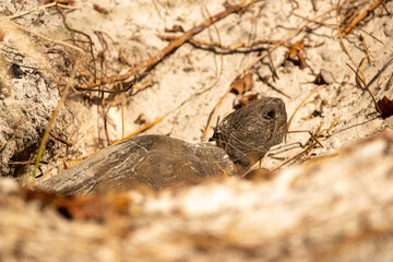 Gopher tortoise 