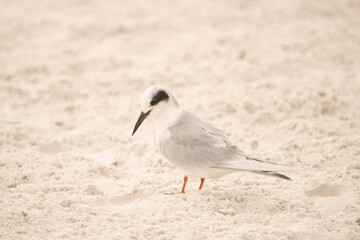 Tern on sand