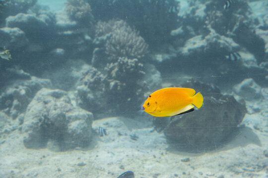 Threespot Angelfish (Apolemichthys trimaculatus) in pacific water, Palau, Pacific ocean