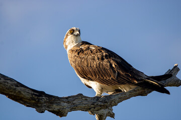 Osprey