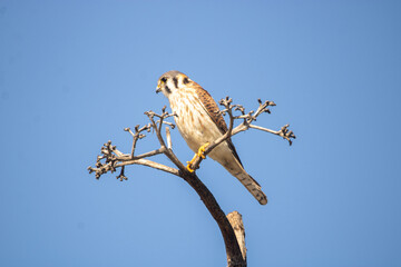 American Kestrel in a tree