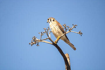 kestrel in the tree