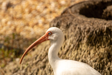 Fototapeta premium white ibis in florida