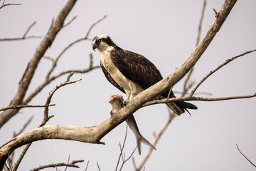 Osprey 