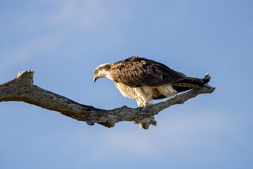 Osprey on a branch