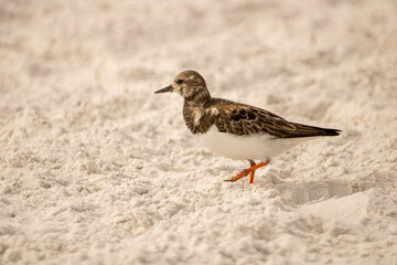 shorebird on the beach