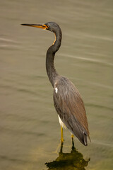 great blue heron