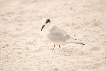 tern on the beach