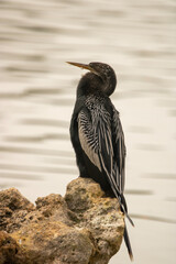 Anhinga by the water
