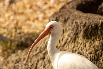 White Ibis in florida
