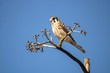 American Kestrel in florida. 