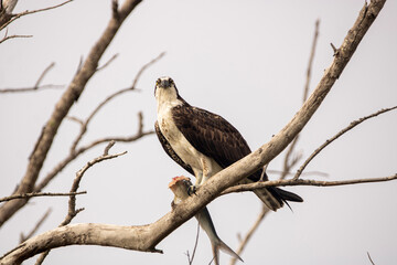 Osprey with a fish