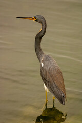 great blue heron
