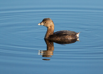 Pied-billed grebe (Podilymbus podiceps) close up