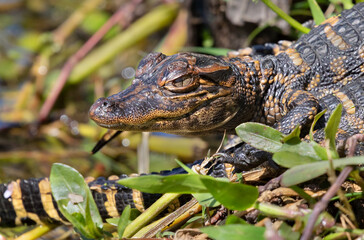 Baby american alligator at Brazos Bend State Park