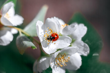 Ladybug on a green leaf. Insect. Ladybug on a branch. Coccinellidae.  Coccinellidae on jasmine. Jasmine.
