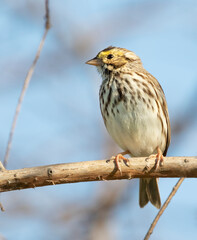 The Savannah sparrow (Passerculus sandwichensis)