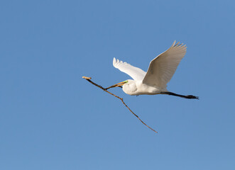 The great egret (Ardea alba) flying over rookery with the stick to build a nest