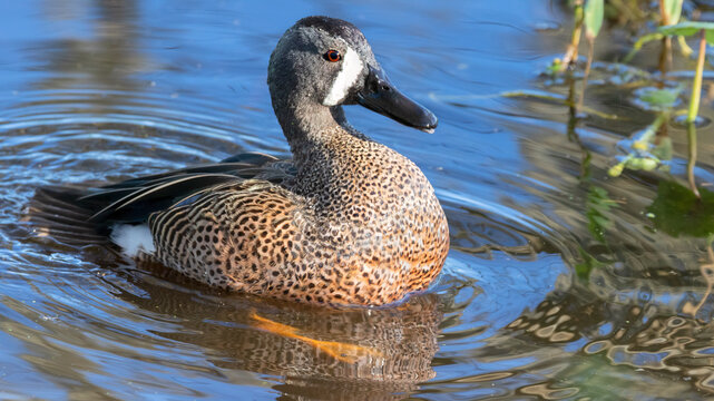 The blue wing teal  close up