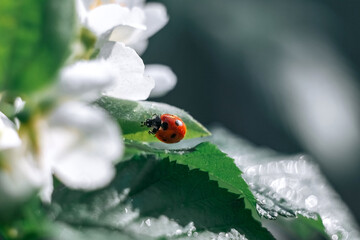 Ladybug on a green leaf. Insect. Ladybug on a branch. Coccinellidae.