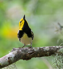 The black-throated green warbler (Setophaga virens)