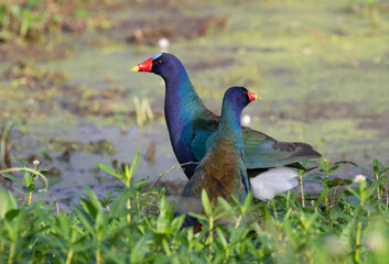 A couple of  purple gallinules (Porphyrio martinicus) in a wetland, Brazos Bend State Park, Texas, USA