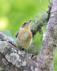 The chestnut-sided warbler (Setophaga pensylvanica), female