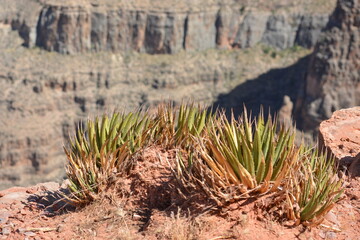 Plants at Grand Canyon