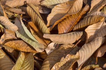 autumn leaves background.  piles of old and wrinkled guava leaves falling. brown dry trash
