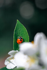 Ladybug on a green leaf. Insect. Ladybug on a branch. Coccinellidae.