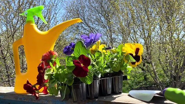 pansy flowers ready for planting sway in the wind. gardening. video