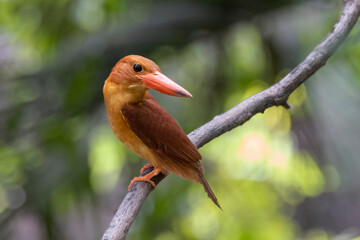 Ruddy Kingfisher perched on a branch.