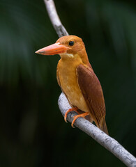 Ruddy Kingfisher perched on a branch.
