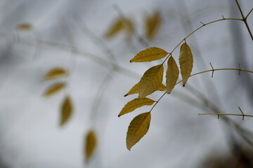 autumn leaves on the tree