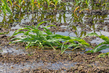 Cornfield flooding, crop damage and soil erosion from heavy rains and storms. Concept of crop insurance, soil conservation and bad weather