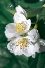 Jasmine. Flowers. Plant. Flowering plants. Spring.