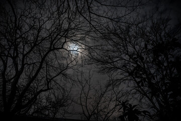 The full moon in cloudy sky seen through branches of trees at night