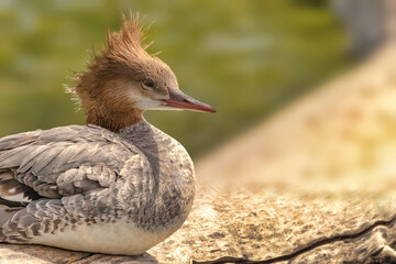 The common merganser North American or goosander Eurasian Mergus merganser a large seaduck of rivers and lakes in forested areas of Europe, Asia, and North America. 