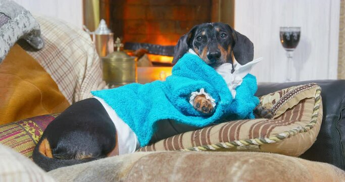 Sybarite dog lies on soft pillows in atmosphere of luxury, comfort. Funny image of arrogant man leading idle lifestyle. Smartly dressed dachshund dog arrogantly reclines on pillows in ornate interior.