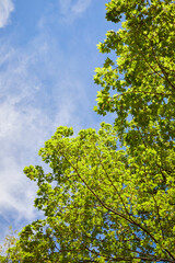 New leaves budding and blossoming on tree branches in spring with a blue sky and wispy clouds