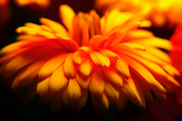 orange marigold closeup