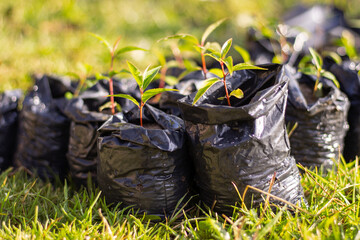 plántulas de capulí recién germinadas en vivero de plantas