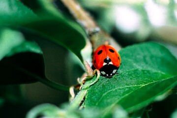 Ladybug on a green leaf. Insect. Ladybug on a branch. Coccinellidae.  Coccinellidae on an Apple tree. Apple tree.