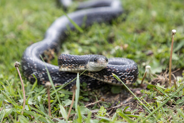 Black Rat Snake
