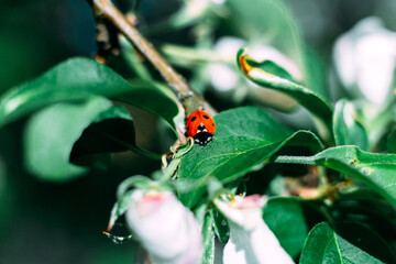 Ladybug on a green leaf. Insect. Ladybug on a branch. Coccinellidae.  Coccinellidae on an Apple tree. Apple tree.
