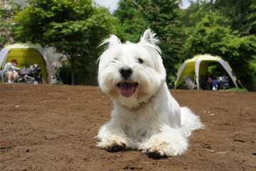 dogrun westie